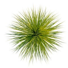 Fototapeta premium Lomandra fluviatilis tree plan, top view, cutout, transparent background, isolate, Close-up of lush green grass blades, detailed texture, natural landscape, vibrant and healthy foliage