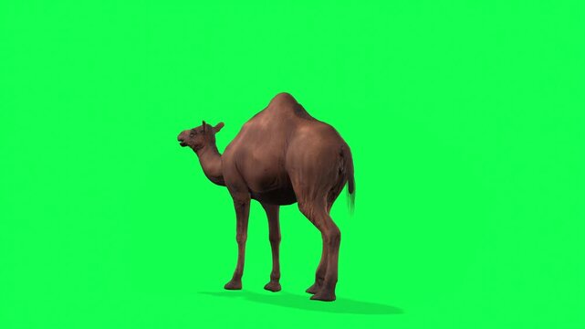 4k Arabian camel idle stand loop back view animation on isolated Green Screen Animal, 3D Realistic one-humped Dromedary camel attention standing rendering on the chroma key, animation video for your r