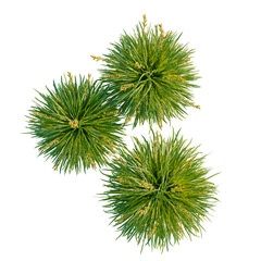 Obraz premium Lomandra longifolia tree plan, top view, cutout, transparent background, isolate, Vibrant green grass texture, detailed lawn surface, nature close-up, perfect for backgrounds