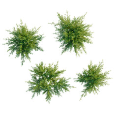 Fototapeta premium Baeckea virgata tree plan, top view, cutout, transparent background, isolate, Detailed close-up of lush green fern leaves, nature's textures, rich color palette, botanical design
