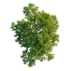 Obraz premium Melaleuca linariifolia tree plan, top view, cutout, transparent background, isolate, Detailed close-up of vibrant green pine tree needles texture, nature background