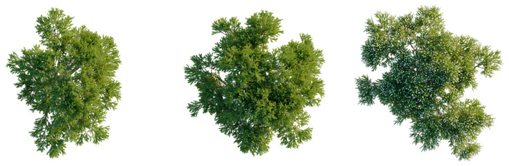 Obraz premium Melaleuca linariifolia tree plan, top view, cutout, transparent background, isolate, Lush Green Tree Canopy Aerial View, Vibrant Foliage and Natural Landscape, Environmental Beauty