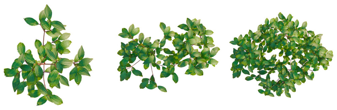 Melastoma affine tree plan, top view, cutout, transparent background, isolate, Green plant branch close-up, detailed leaf texture, natural foliage, vibrant colors, botanical details