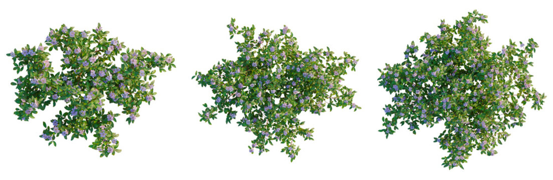 Melastoma affine tree plan, top view, cutout, transparent background, isolate, Vibrant Green Foliage Branch with Dew Drops - Detailed Macro Photography for Nature Themes