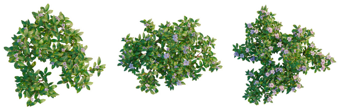 Melastoma affine tree plan, top view, cutout, transparent background, isolate, Blooming lilac branch with purple flowers on a green leaf background, close-up view.