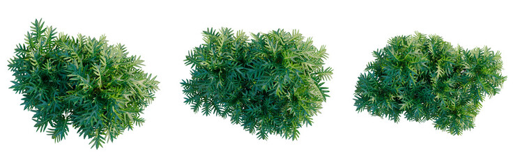 Philodendron xanadu tree plan, top view, cutout, transparent background, isolate, Detailed close-up of a lush green juniper bush with vibrant needles and natural texture. © DH Tree Stock