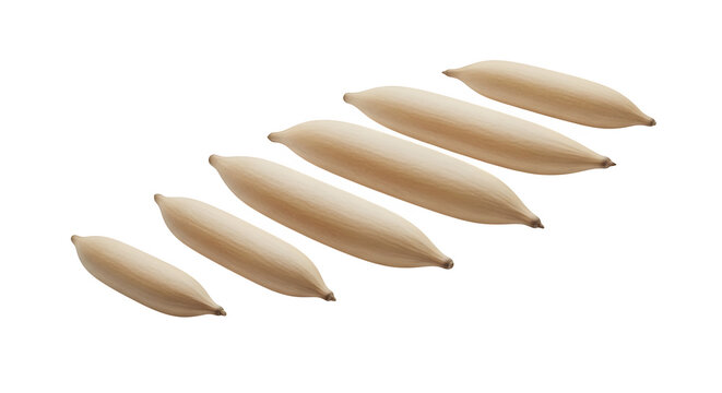 Six cowrie shells isolated on transparent background marine mollusk collection