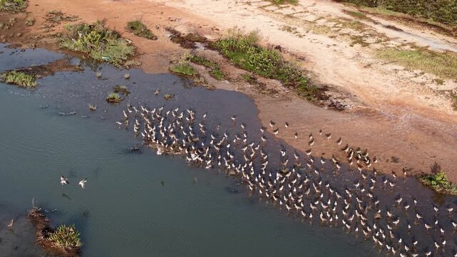 Aerial footage of a large group of sandpipers foraging on a shallow muddy shoreline.