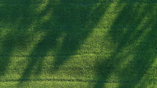 Aerial natural shadows across green paddy field patterns
