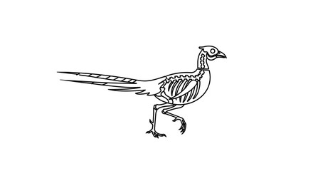 Obraz premium Pheasant Skeleton Anatomy Illustration, Bird Bone Structure, Scientific Drawing