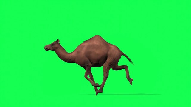 4k Arabian camel run cycle loop side view animation on isolated Green Screen Animal, 3D Realistic one-humped Dromedary camel running rendering on the chroma key, animation video for your rhymes