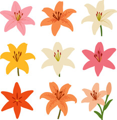 Obraz premium Colorful lilies flower illustration on white background