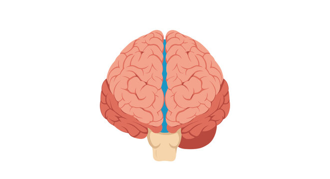 Top view of human brain, medical illustration