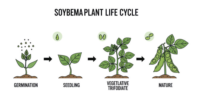 Soybean Plant Life Cycle Illustration: Germination, Seedling, Vegetative, Mature Growth