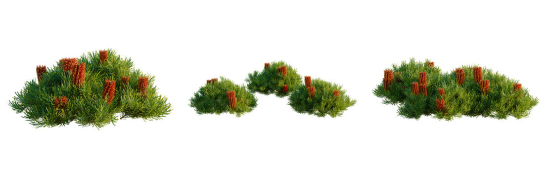 Banksia spinulosa tree, elevation, front view, cutout, transparent background, isolate, Lush Green Pine Tree with Red Berries, Detailed Branches, Festive Winter Forest Scenery
