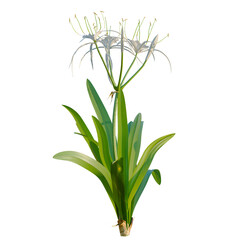 Hymenocallis littoralis tree, elevation, front view, cutout, transparent background, isolate, Close-up of a vibrant green plant with detailed leaves and a central stem, natural beauty. © DH Tree Stock