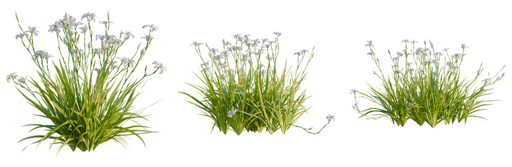 Obraz premium Dietes grandiflora tree, elevation, front view, cutout, transparent background, isolate, Beautiful Purple Iris Flowers Blooming in Springtime, Delicate Floral Photography