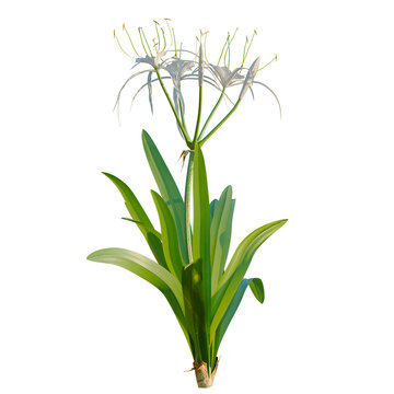 Hymenocallis littoralis tree, elevation, front view, cutout, transparent background, isolate, Close-up of a vibrant green plant with detailed leaves and a central stem, natural beauty.