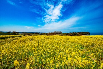 Obraz premium 長崎鼻の菜の花