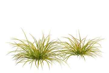 Fototapeta premium Lomandra fluviatilis tree, elevation, front view, cutout, transparent background, isolate, Delicate grassy plant with detailed textures and green shades, studio shot, nature close-up
