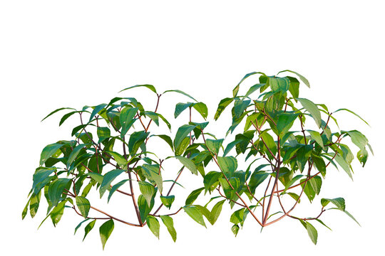 Melastoma affine tree, elevation, front view, cutout, transparent background, isolate, Vibrant Green Vine with Red Stems, Detailed Botanical Illustration for Nature Designs