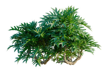 Philodendron xanadu tree, elevation, front view, cutout, transparent background, isolate, Majestic Bird's Nest Fern Plant, Lush Green Foliage, Detailed Texture, Tropical Beauty © DH Tree Stock