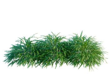 Phyllanthus multiflora tree, elevation, front view, cutout, transparent background, isolate, Detailed fern fronds texture, green foliage pattern, natural background, lush vibrant plant close-up © DH Tree Stock
