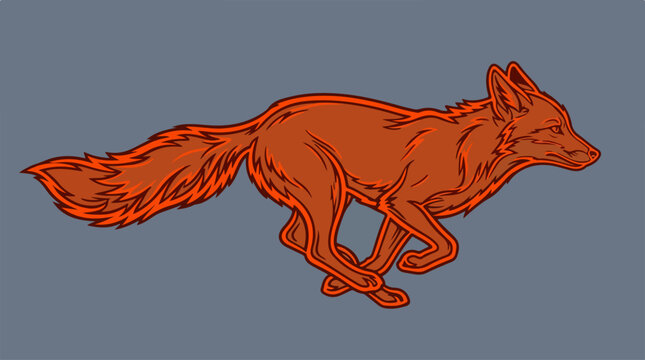 Red Fox in Motion Running.