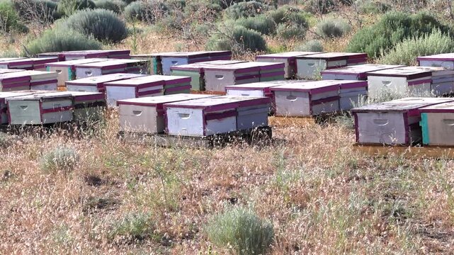 Commercial Beehive Rows in Arid California Apiary