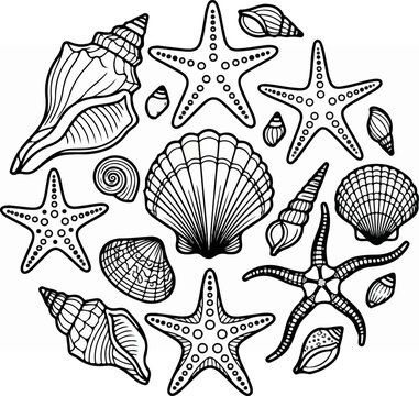 Seashells and starfish illustration.