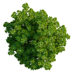 Fototapeta premium Arbutus unedo tree plan, top view, cutout, transparent background, isolate, Detailed Green Leaves Texture, Seamless Pattern for Backgrounds and Graphic Design Elements