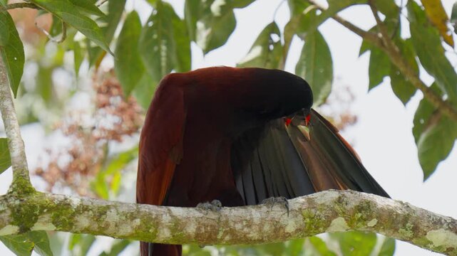 Montezuma oropendola bird preening its feathers on a tree branch