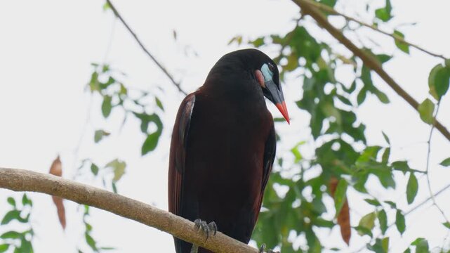 Montezuma oropendola bird perching on a branch in costa rica