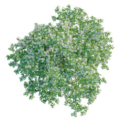 Obraz premium Cornus kousa chinensis tree plan, top view, cutout, transparent background, isolate, Detailed Green Tree Branch with Leaves - Nature Element for Design and Backgrounds