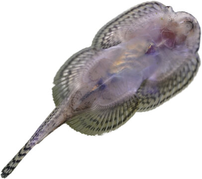 An extreme close-up showcases the ventral side of a Hillstream Loach (Balitoridae) with its unique flattened body. The fish is seen against a blurred background, highlighting its fins and markings.