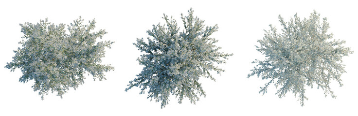 Eucalyptus gunnii tree plan, top view, cutout, transparent background, isolate, Delicate Cherry Blossom Branch with Soft Petals, Spring Floral Arrangement, Beautiful Nature © DH Tree Stock