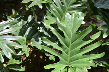Vibrant tropical leaf close up featuring philodendron with unique lobed shape and smooth texture. Great for nature backgrounds, plant themes, and eco friendly branding visuals. © ahmadyahdi