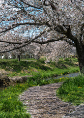Fototapeta premium Cherry blossom trees along rural road in Japan on sunny spring day