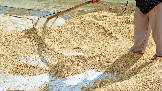 traditional wooden rakes under the sun. Authentic rural agriculture process, grain production, and traditional farming industry