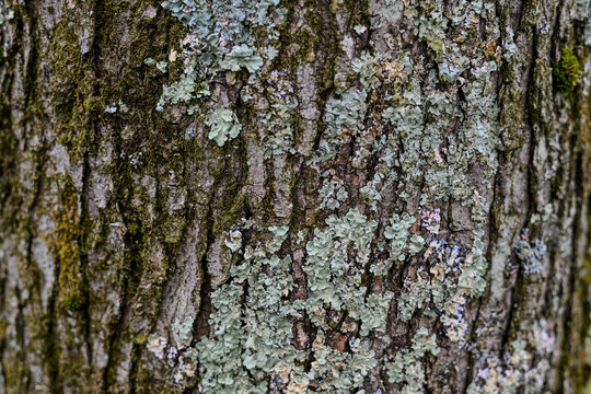 Mossy Tree Bark textured background