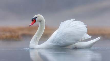 Fototapeta premium A solitary white swan glides gracefully across a calm, reflective lake, showcasing its pristine beauty in a natural, serene environment.