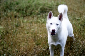 Siberian husky with striking blue eyes running and walking outdoors in snow and forest, energetic pet adventure. © zhicai