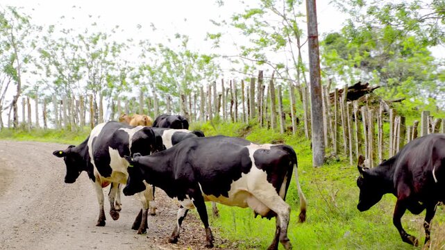 Dairy cow herd walking down rural dirt road