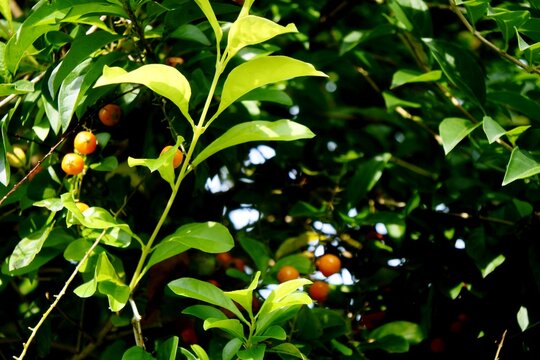 A green bush called golden dewdrop or duranta erecta with round, hanging orange fruit and lavender blue flowers