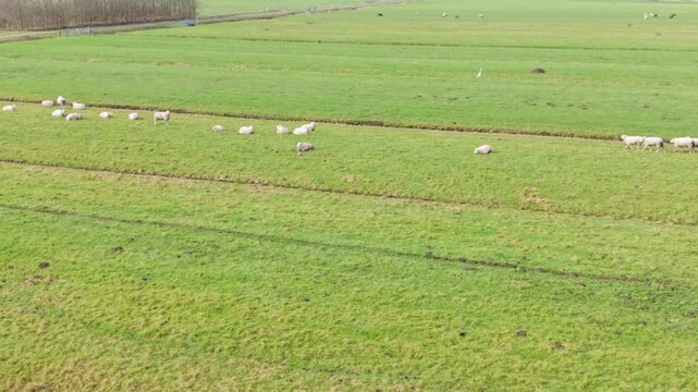 Sheep Graze Landscape. Flock Feeds Along Furrow. White Sheep Spread Evenly Across Lush Green Farmland. Contiguous Flock Of Sheep Feeding Along Furrow With Scenic Countryside Background