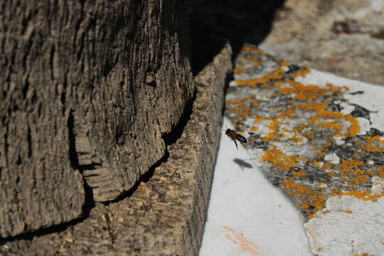 Bees and life in the beehive