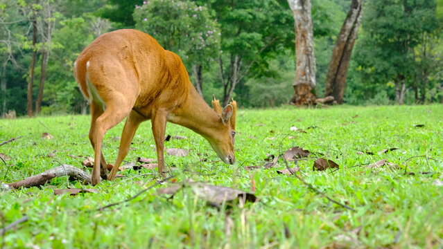 A small, reddish-brown deer, is walking across a grassy clearing in a forest environment. The background features lush green trees and foliage