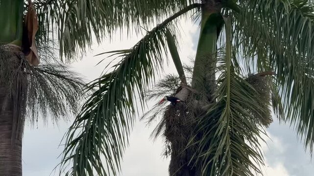 Toco toucan perched on a palm tree eating fruit