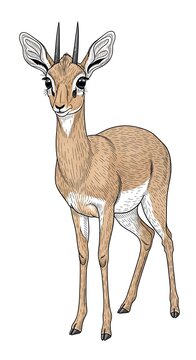 Kirks Dik-Dik - A Small African Antelope Illustration.