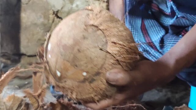 Cleaning coconut shell using machete manually, showing traditional technique and rural activity in tropical environment.